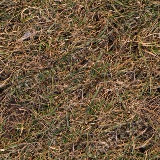 High Resolution Seamless Grass Texture 0009